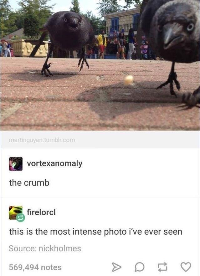 the+crumb