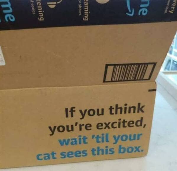 wait+til+your+cat+sees+this+box