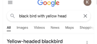 yellow+headed+blackbird