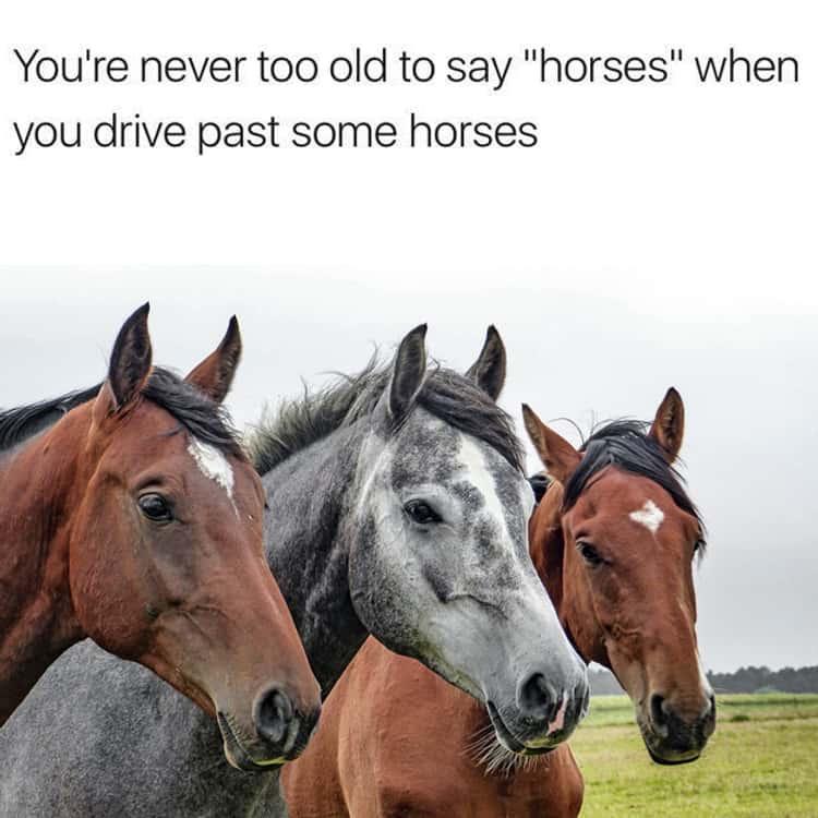 horses%21