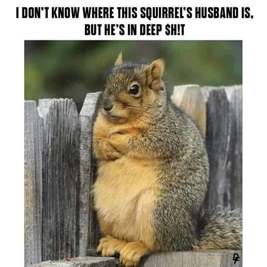 this+squirrel%26%238217%3Bs+husband+may+not+want+to+come+home+for+a+few+hours