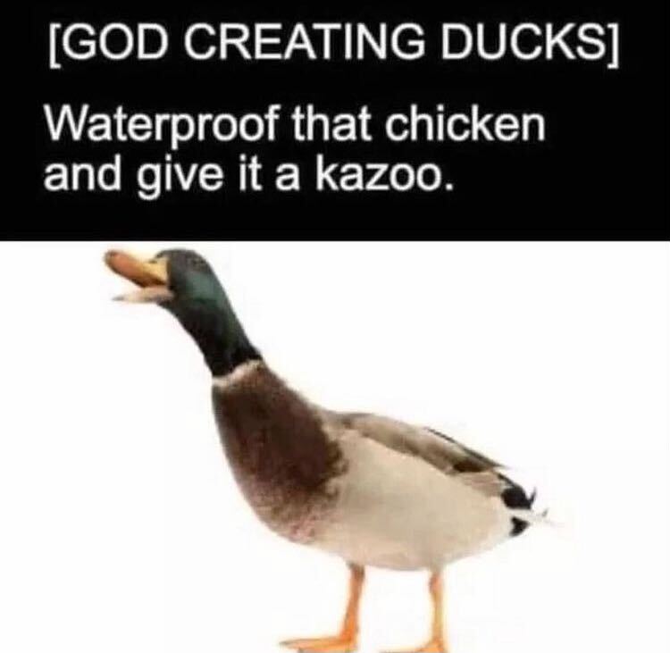 god+must+have+been+drunk+when+he+came+up+with+the+idea+for+ducks