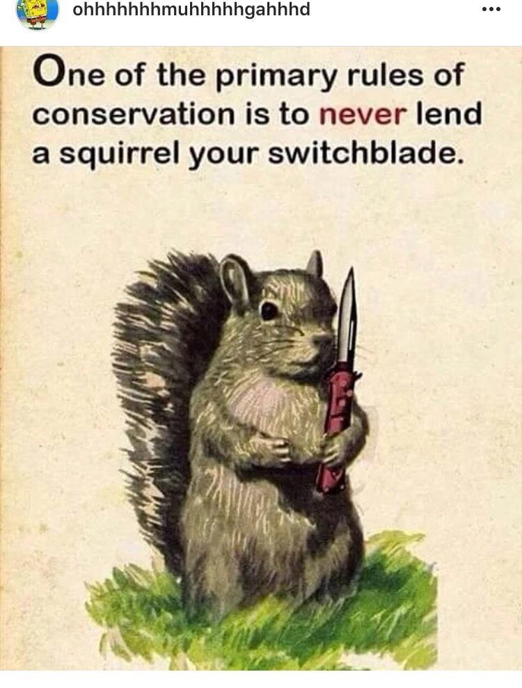 never+let+a+squirrel+borrow+your+switchblad
