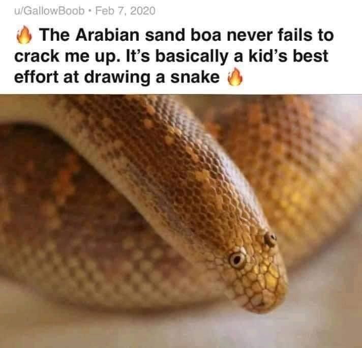 a+real+snake+that+looks+like+a+kids+best+attempt+to+draw+a+snake