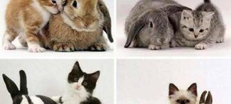 adorable+kittens+with+adorable+matching+bunnies