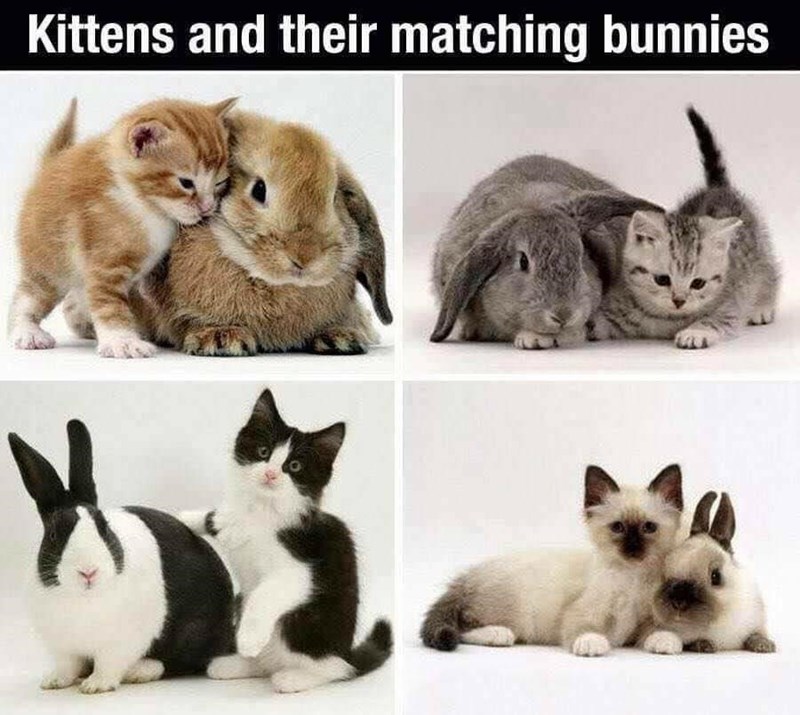 adorable+kittens+with+adorable+matching+bunnies