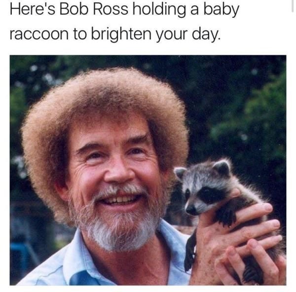 bob+ross+holding+a+baby+raccoon+in+case+you%26%238217%3Bre+having+a+bad+day