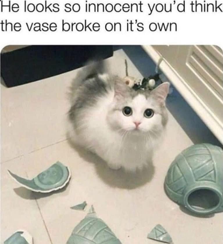 the+vase+clearly+broke+itself