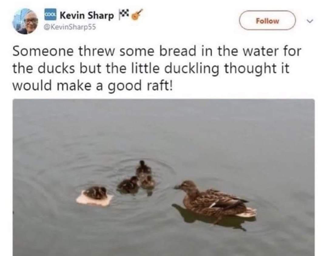 duck+toast