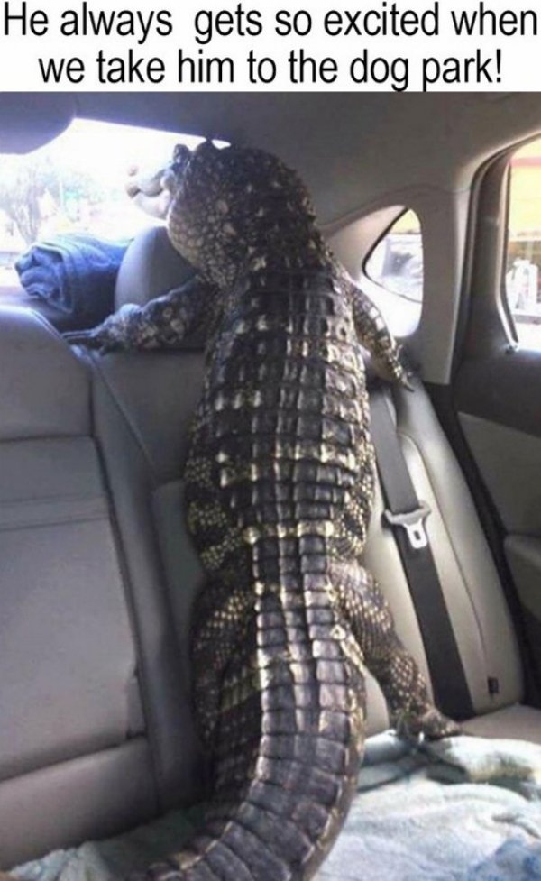 he+always+gets+so+excited+when+we+take+him+to+the+snack+park