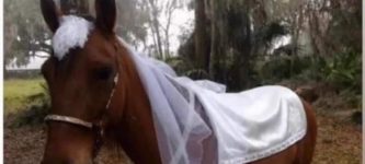 horse+bride