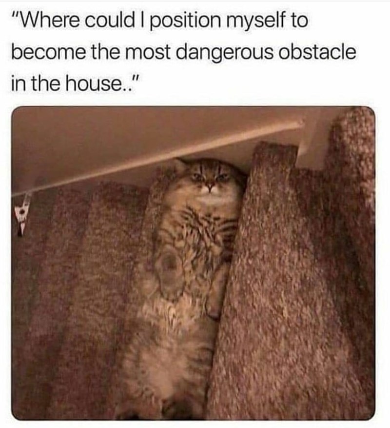 if+you+own+a+cat%2C+always+watch+your+step