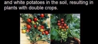 incredible+cherry+potato+plants+that+yield+double+crops