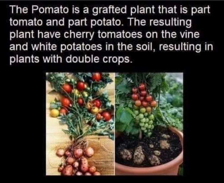 incredible+cherry+potato+plants+that+yield+double+crops