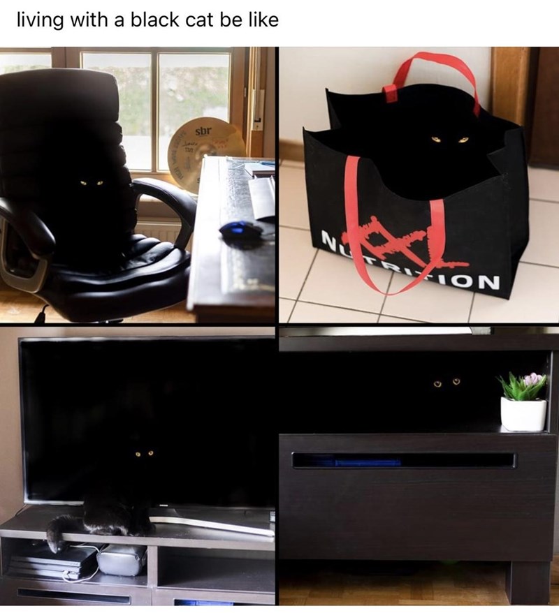 life+with+a+black+cat