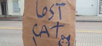 lost+cat