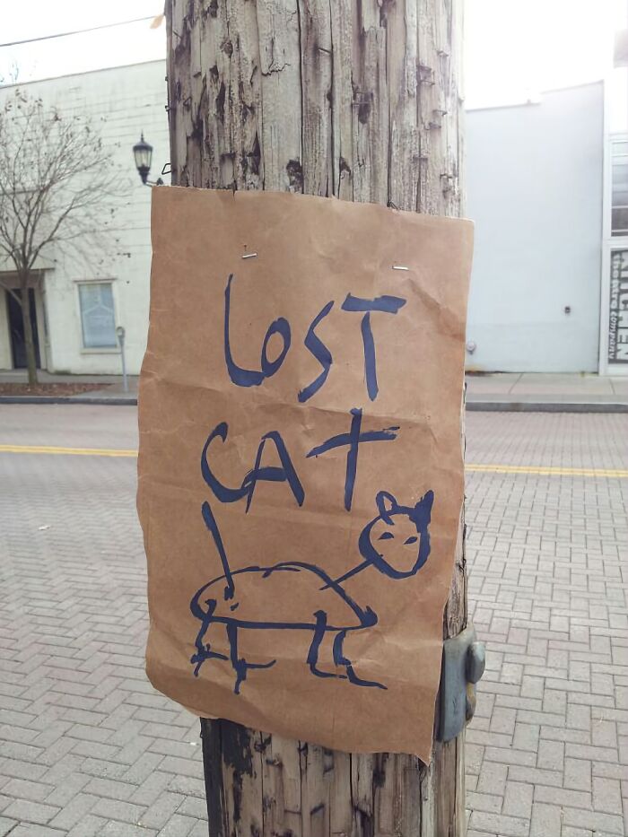 lost+cat