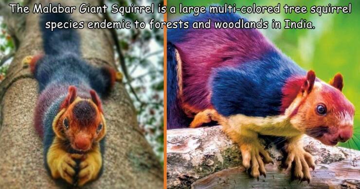 multi-colored+squirrel+only+found+in+india