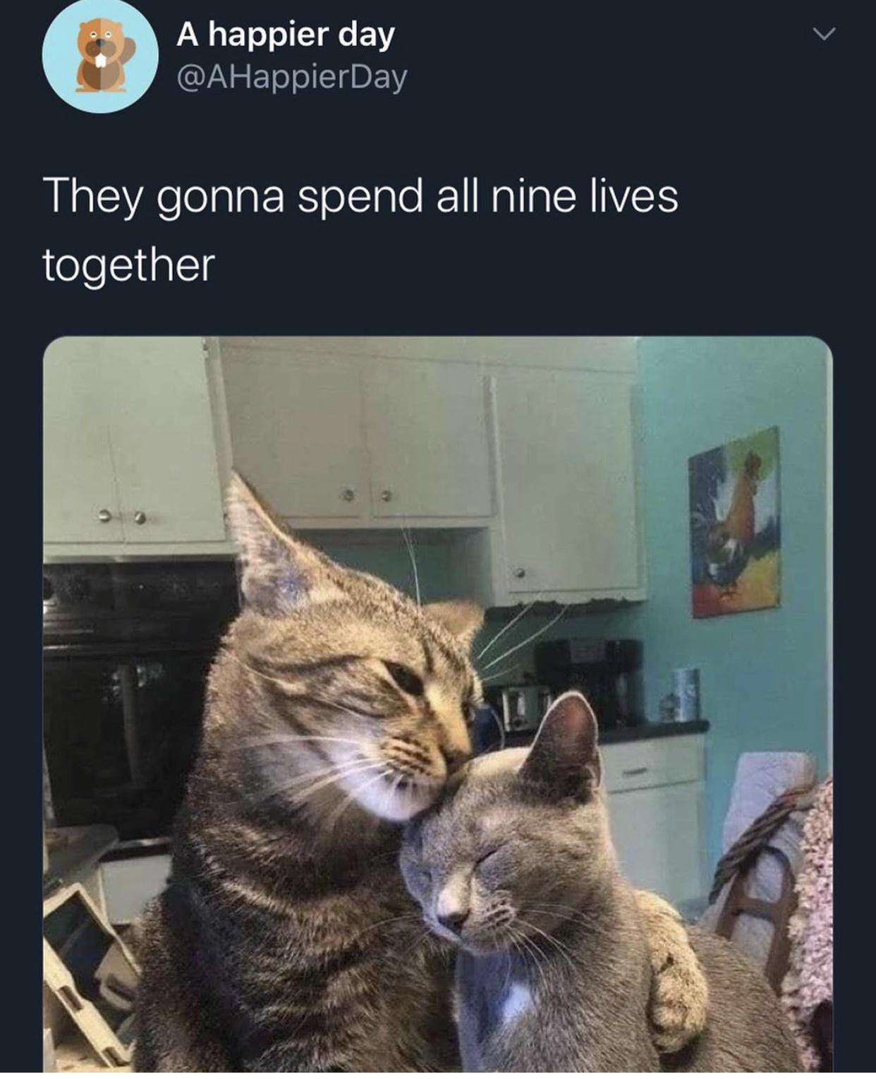 nine+lives+of+love