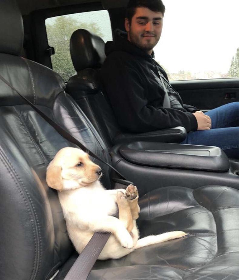 safety+first+even+if+you%26%238217%3Bre+a+puppy