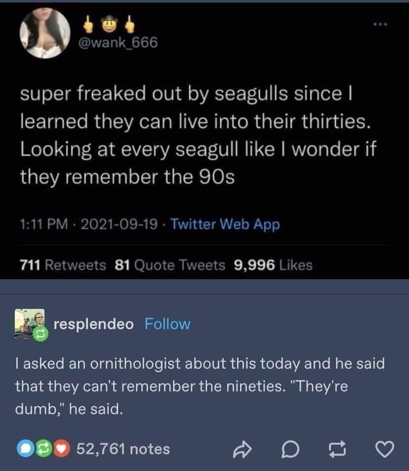 What+memories+does+a+30+year+old+seagull+have%3F