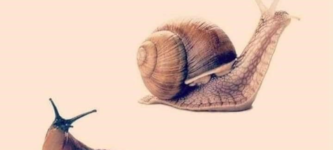 are+slugs+just+divorced+snails%3F