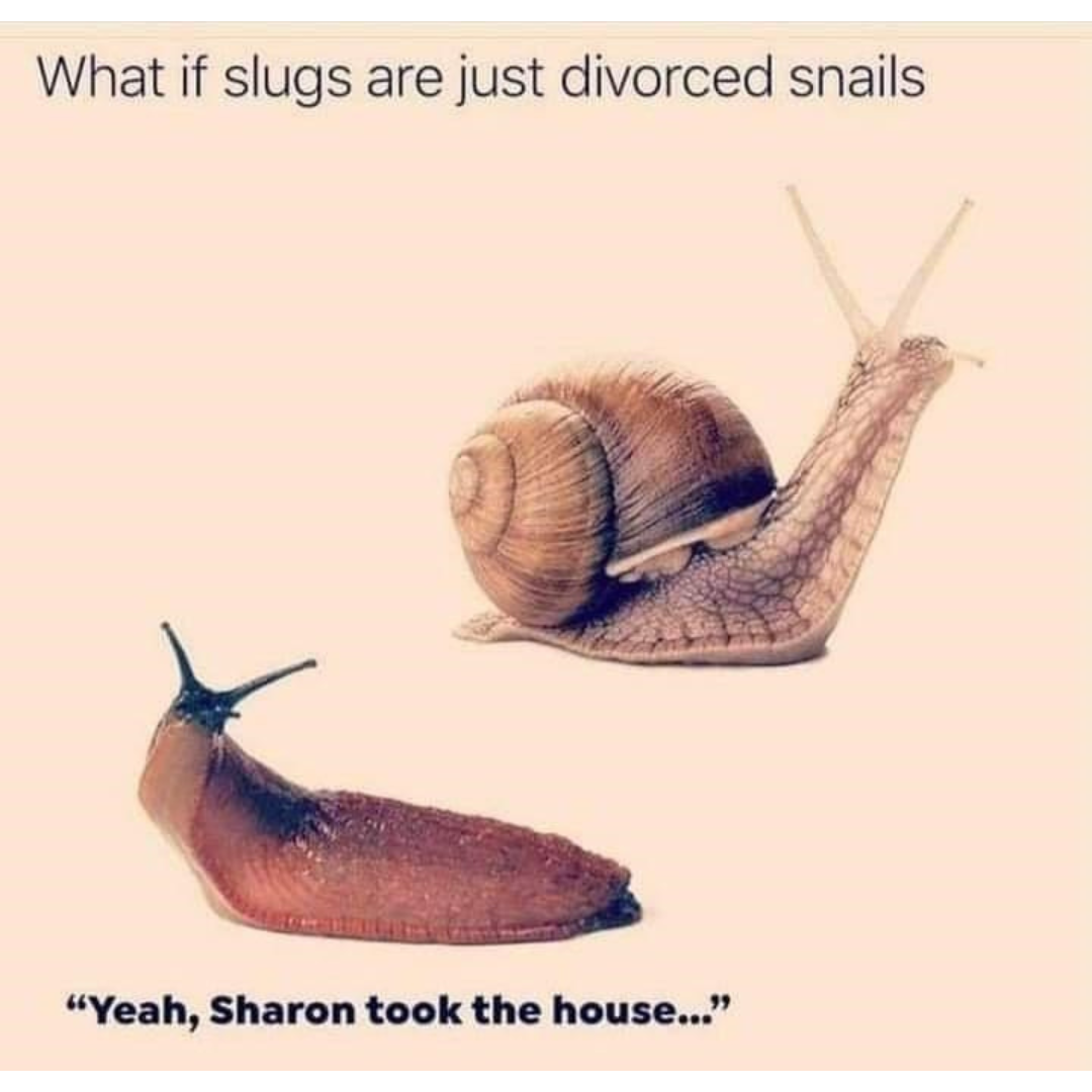 are+slugs+just+divorced+snails%3F