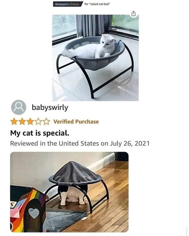 the+cat+was+so+close+to+getting+it+right