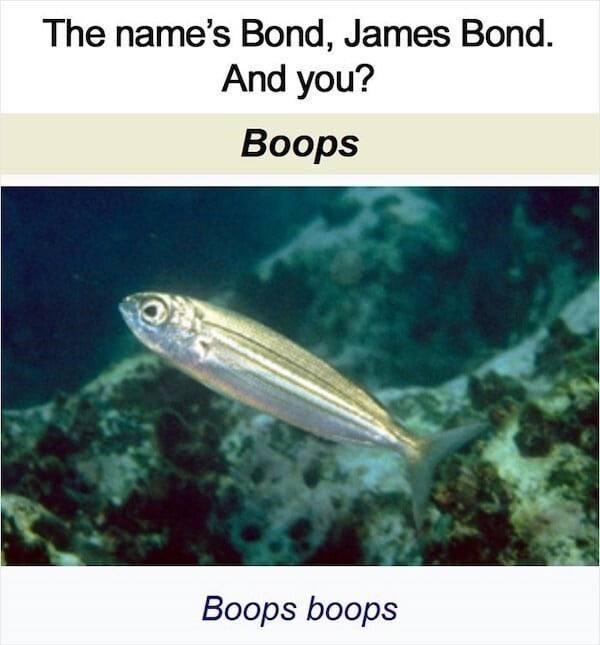 the+names+boops.+boops+boops