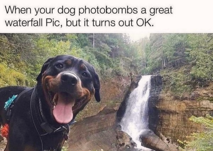 the+perfect+pup+photobomb