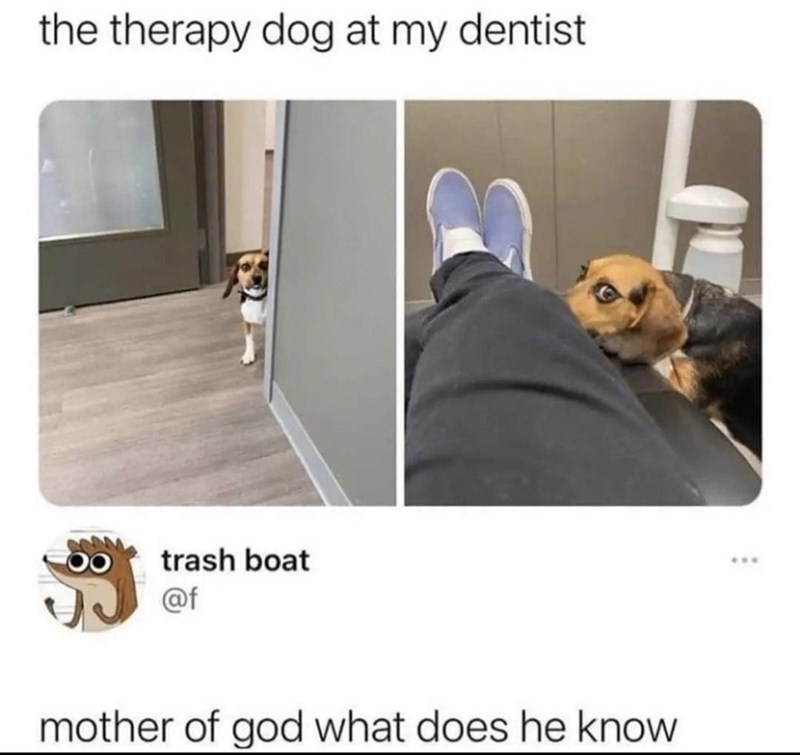 the+therapy+dog+at+this+dentist+looks+like+he+needs+to+go+to+therapy