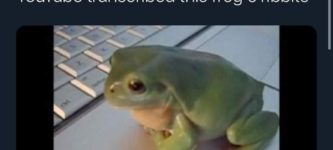 youtube+frog+translation