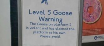 i+wonder+what+a+level+6+goose+warning+is+for