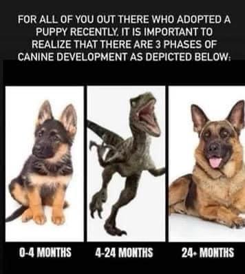 the+three+phases+of+canine+development
