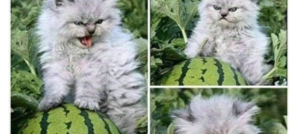 angry+watermelon+cat