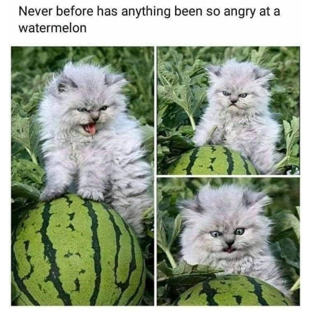 angry+watermelon+cat