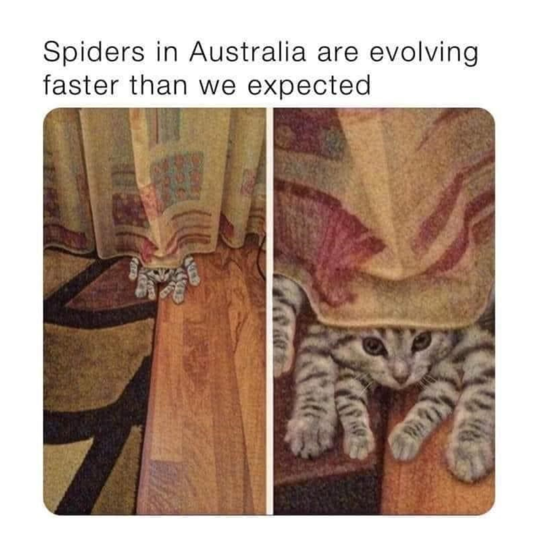australian+cat+spider
