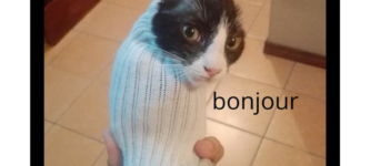 bonjour