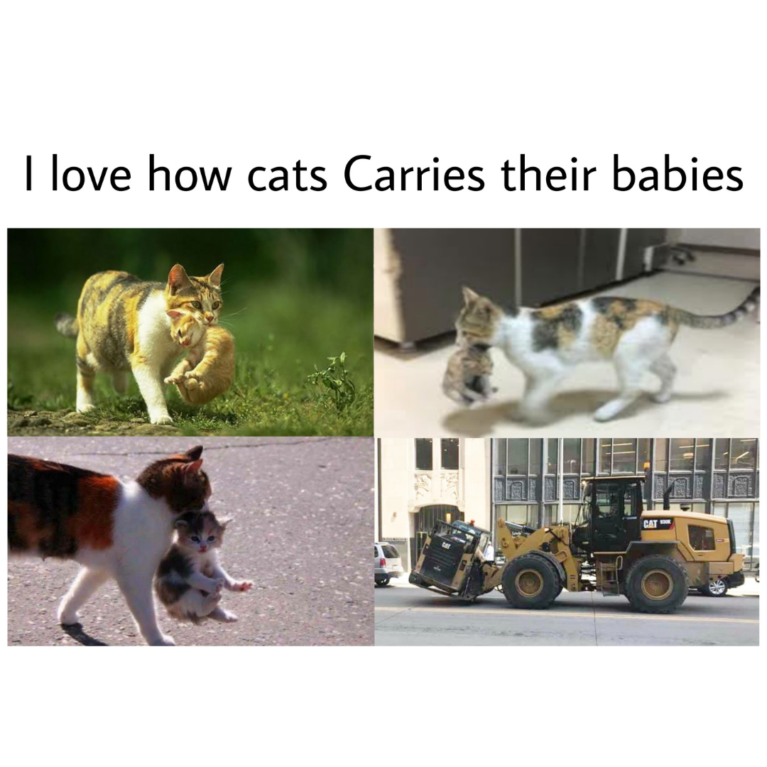 a+wholesome+photo+of+cats+carrying+their+babies