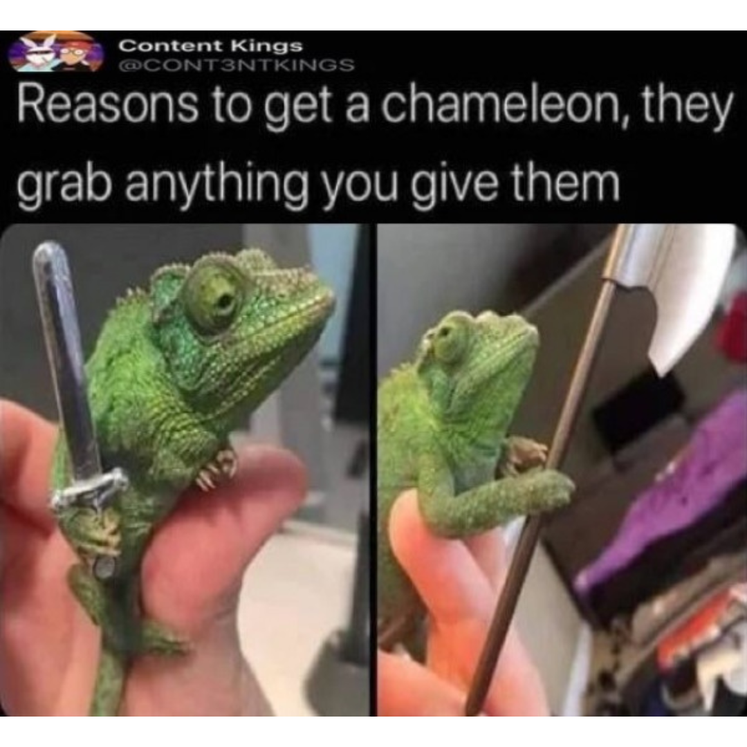 what+item+are+you+handing+a+chameleon%3F