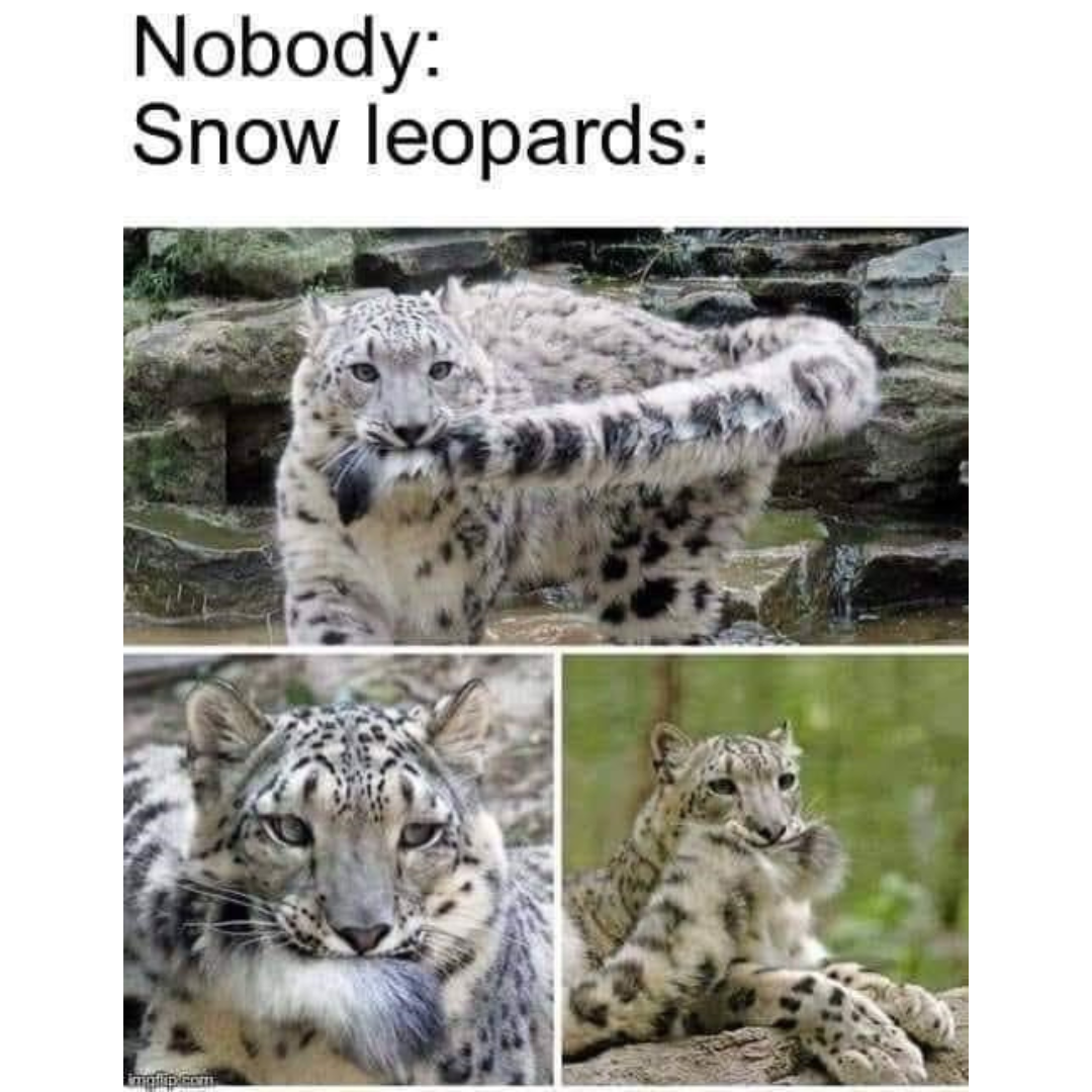 all cats are the same