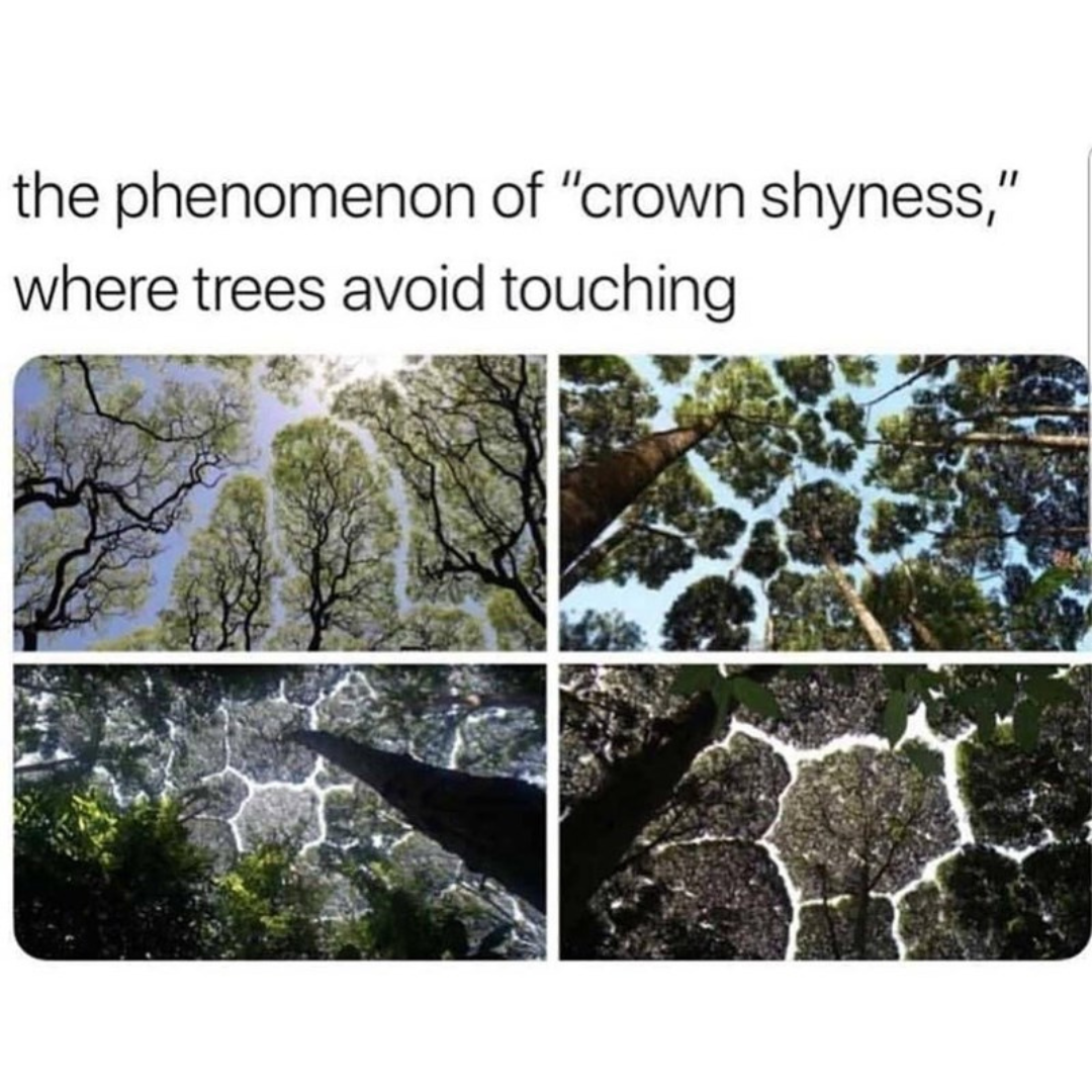 we+all+get+a+little+crown+shy+sometimes