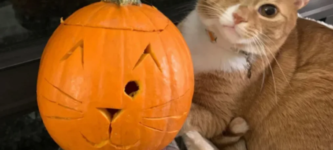 cute+cat+and+her+pumpkin