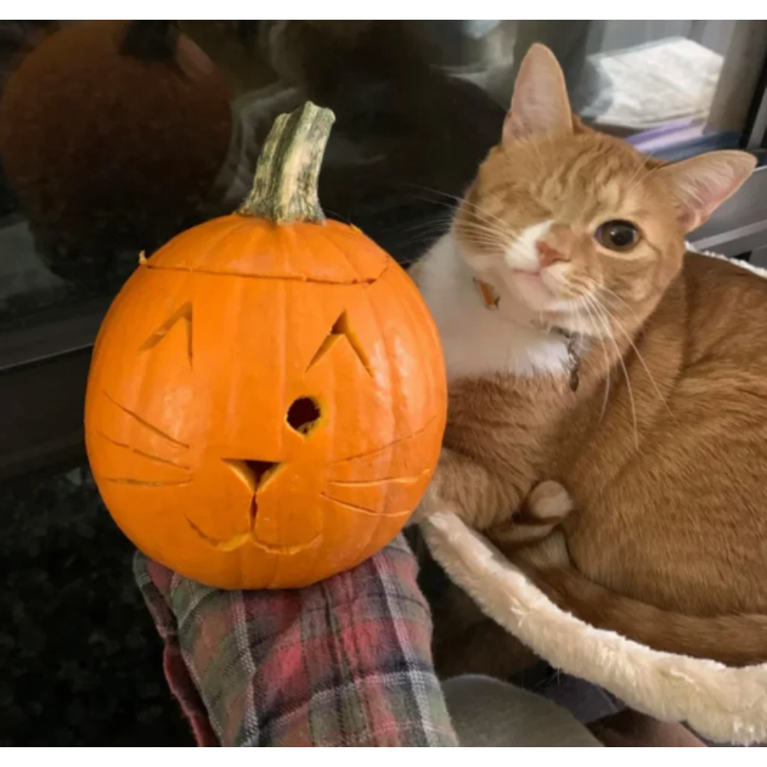 cute+cat+and+her+pumpkin