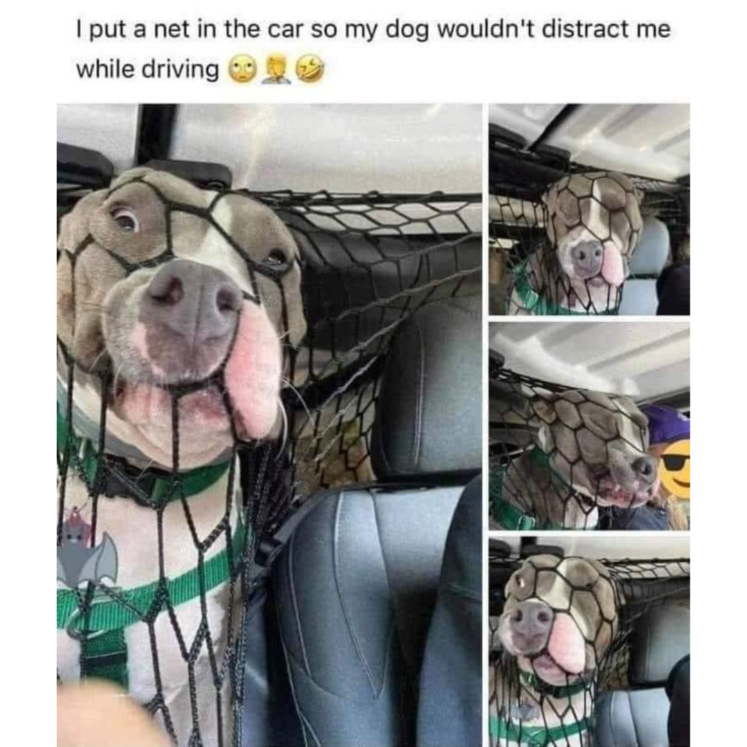 dog+distraction+net+fail