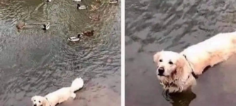 duck+dog