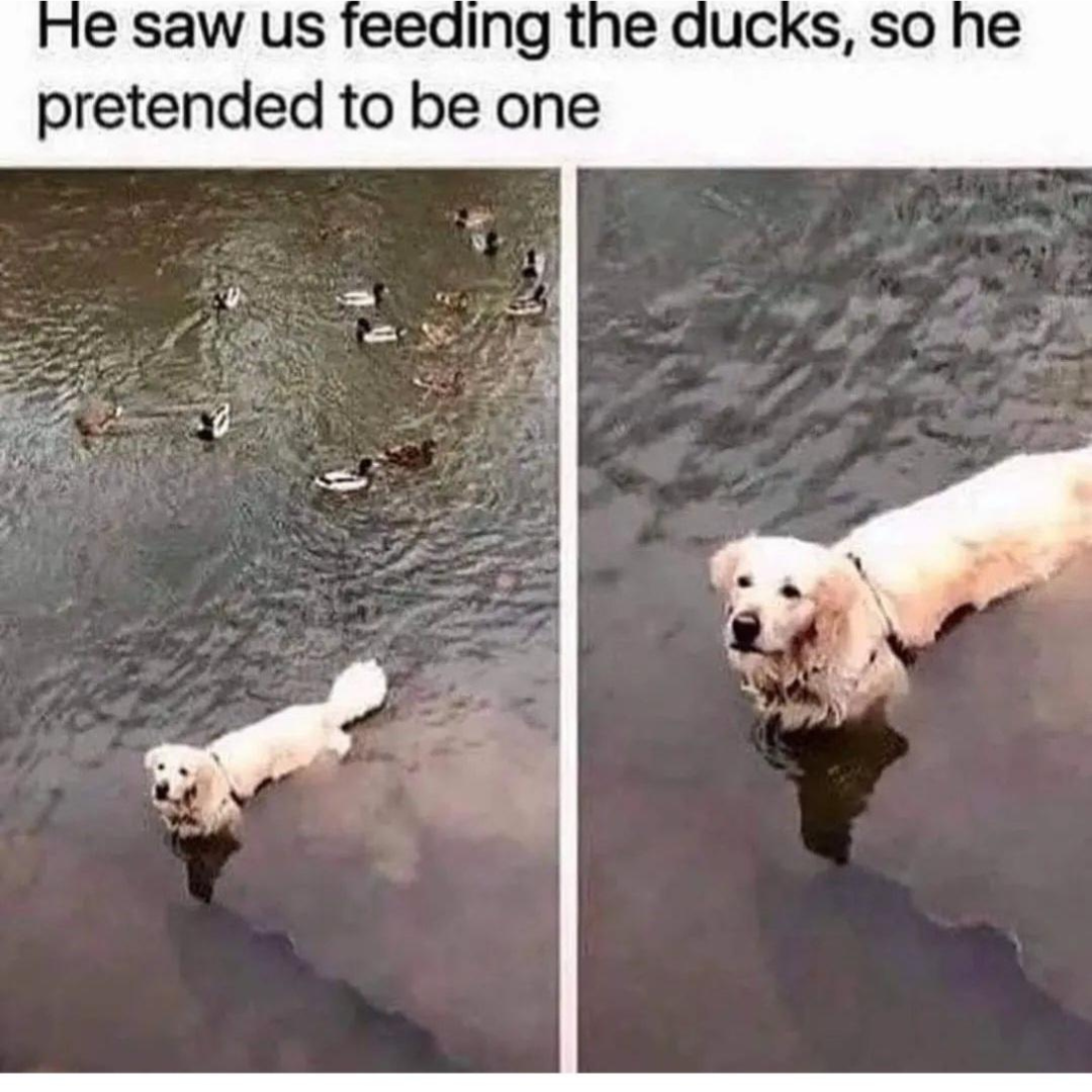 duck+dog