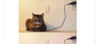 is+your+cat+fully+charged