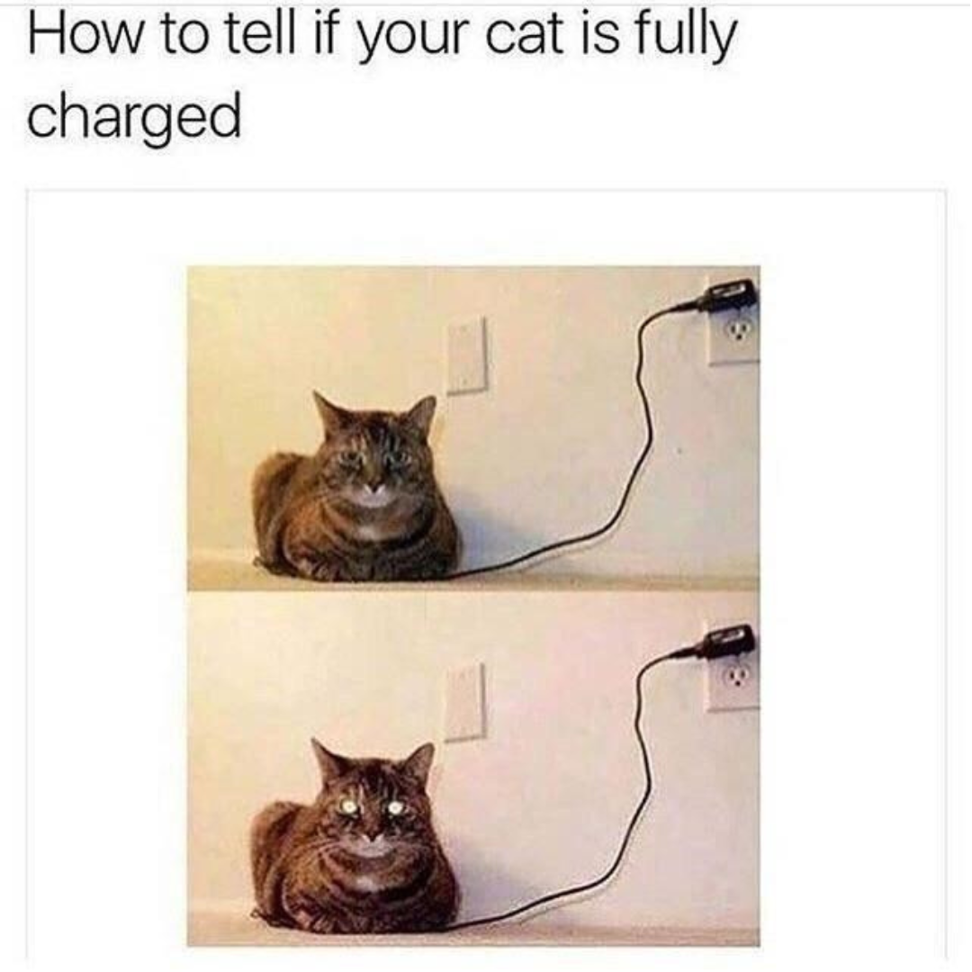 is+your+cat+fully+charged