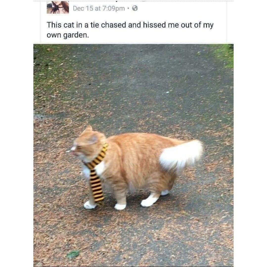 your+garden+belongs+to+the+cat+now